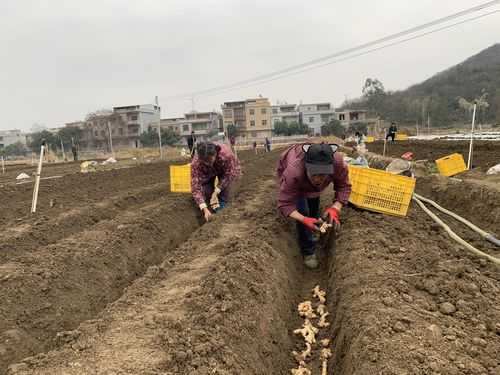 生姜怎么播种（生姜怎样栽种）-图2