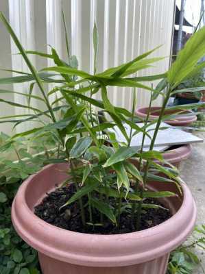 种植生姜花盆（种植生姜花盆里放什么）