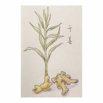 生姜种植插画（生姜种植技术大全书）