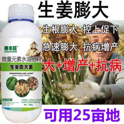 生姜的需肥（生姜所需肥料）-图3