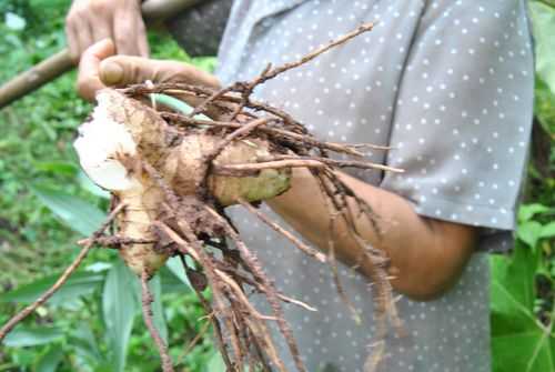 根茎像生姜叶片像扇子叶（根茎象生姜一样）-图3