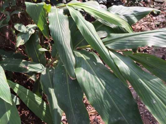 根茎像生姜叶片像扇子叶（根茎象生姜一样）