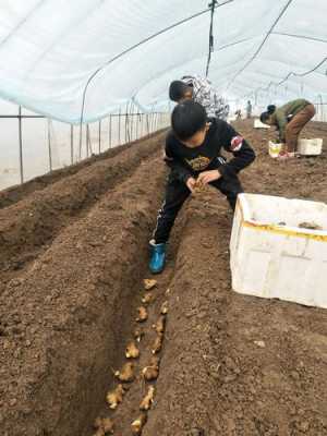 1月份可以种生姜吗一年级（1月份可以种生姜吗一年级看图写话）-图2