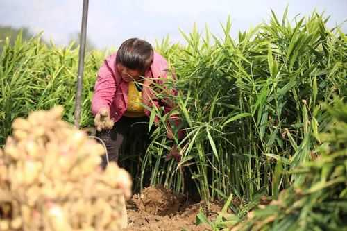 莱芜有多少生姜品种种子（莱芜生姜种植基地）