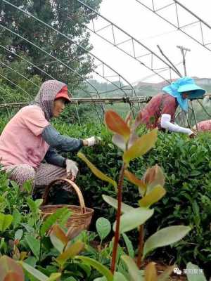 莱阳种植生姜（莱阳种植生姜在哪里）-图2