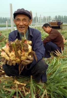 国家是否支持种植生姜品种（种植生姜可以买保险吗）-图2