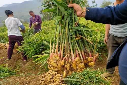 国家是否支持种植生姜品种（种植生姜可以买保险吗）-图3