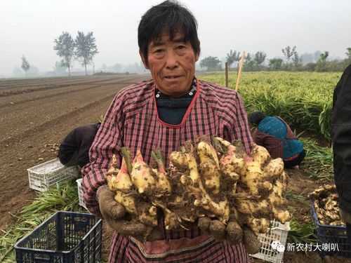 江苏射阳生姜市场在哪里（射洪洋姜产业）-图1