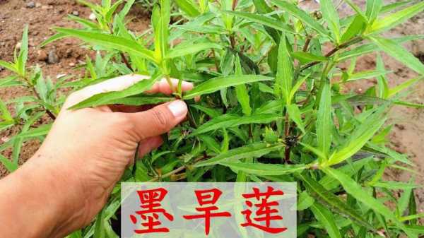 墨旱莲生姜茶（墨旱莲能泡茶喝吗?）