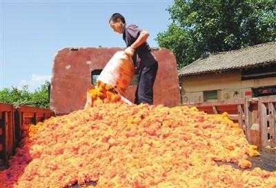 洛南生姜种植（洛南生姜种植面积）-图1