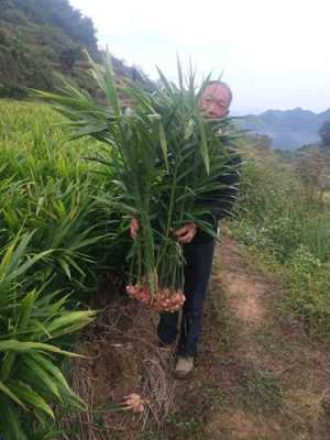 五月份还可以种生姜吗农村-图3