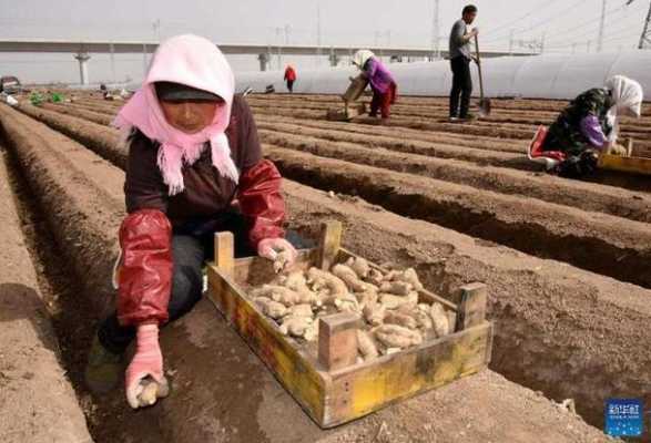 生姜种植技术流视频