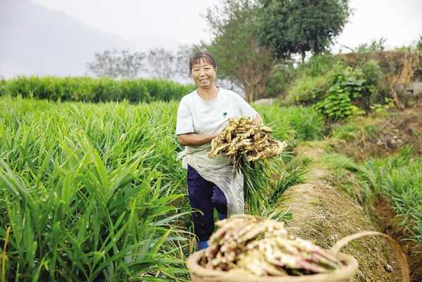 来凤绿水收生姜不收生姜