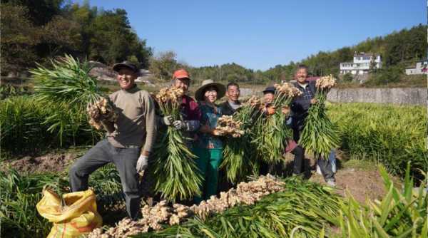 黑江生姜种植哪几个地方-图2