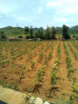 今年生姜种植多少亩地能种-图2