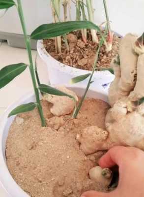 怎样种植生姜不烂皮-图1