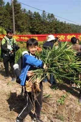 关于礼泉挖生姜的信息-图1