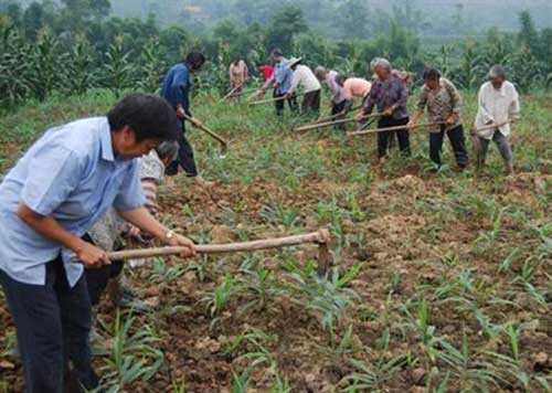 生姜种植怎么下土