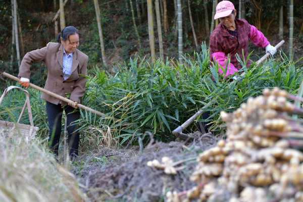 梦见别人家地里种生姜