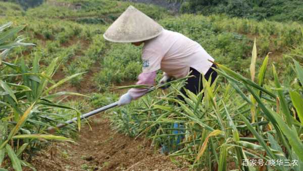 沙子生姜种植-图2