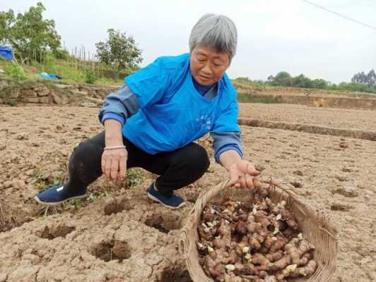 生姜洞栽