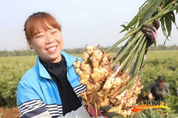 福清市生姜收获时间