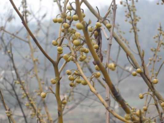 有一股生姜味的植物叫什么-图1