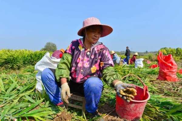 黑龙江哪里种植生姜好-图2