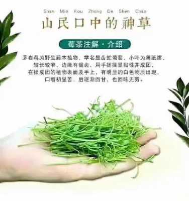 莓茶加生姜能降血压吗-图3