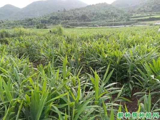 闽南生姜种植的教程图片-图2