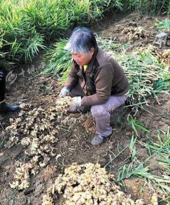 梨树地里可以放生姜吗-图2