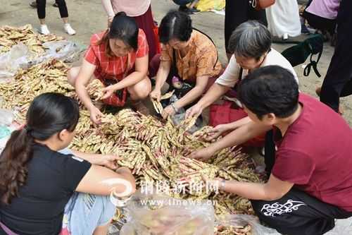 来铜陵刮生姜-图3