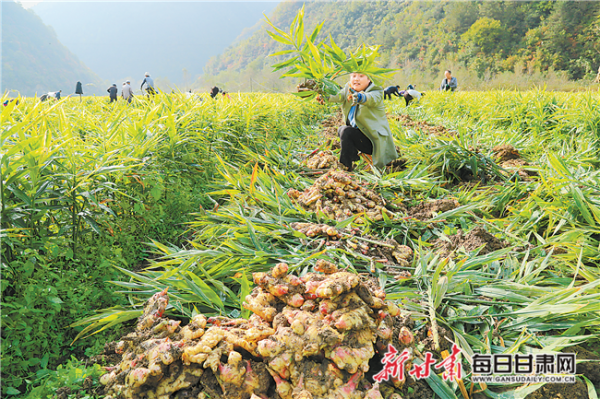 衢州生姜种植