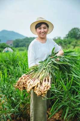 铜陵种植生姜-图2