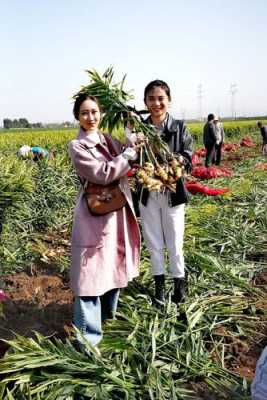 种植生姜的直播-图2