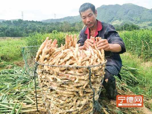 闽东生姜历史