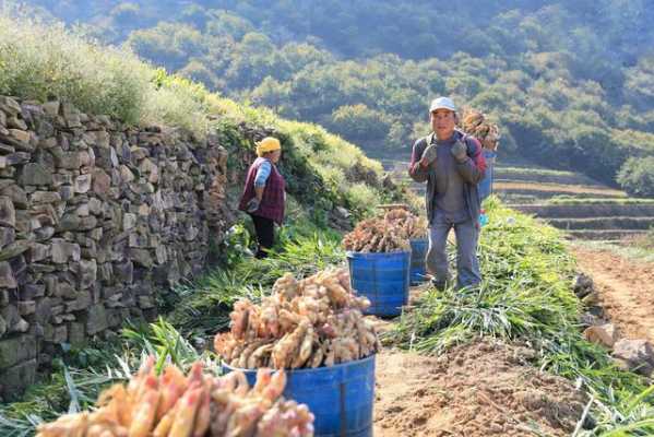 沂水院东头生姜丰收助农