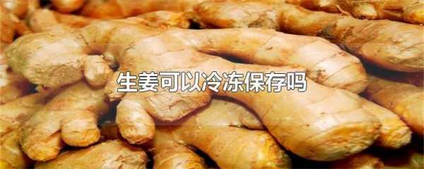 肚生姜可以冷冻吗-图1