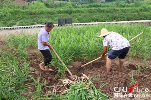 生姜种植工程-图2