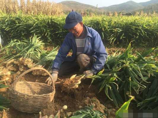 大爷挖生姜视频大全高清-图3