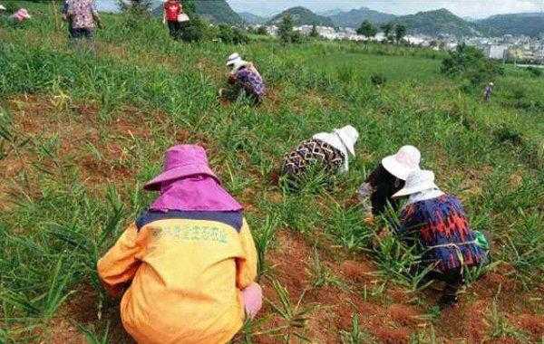 生姜除草妙招