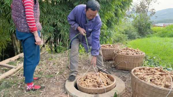 中国人生姜怎么储存的