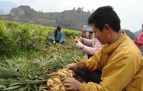 山东人种生姜是重茬地吗-图3