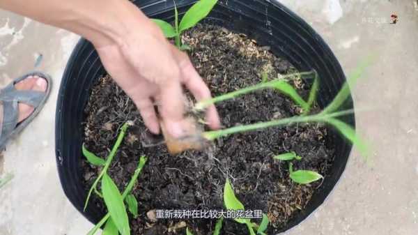 生姜种花怎么种植