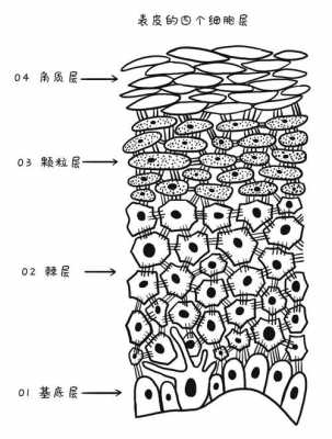 生姜表皮细胞