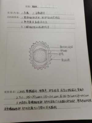 生姜栽培试验报告-图1