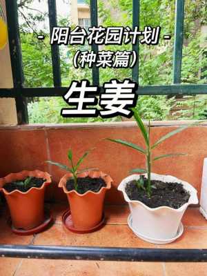 冬天阳台生姜种植方法视频