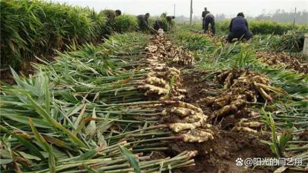 大棚种植生姜的成本与利润-图3