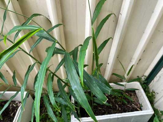 在家里能种植生姜吗视频