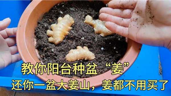 在家里能种植生姜吗视频-图3